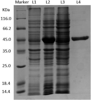 Immobilization of Cofactor Self-Sufficient Recombinant Escherichia coli for Enantioselective Biosynthesis of (R)-1-Phenyl-1,2-Ethanediol